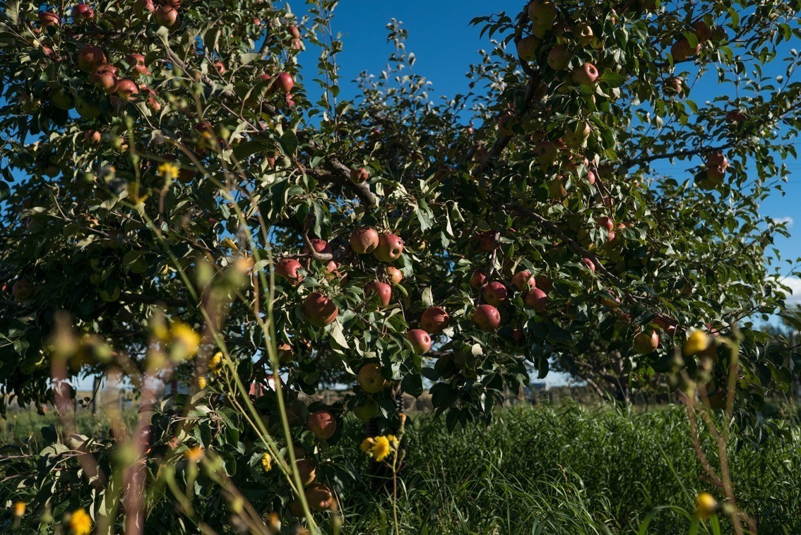 Apples   Weeds