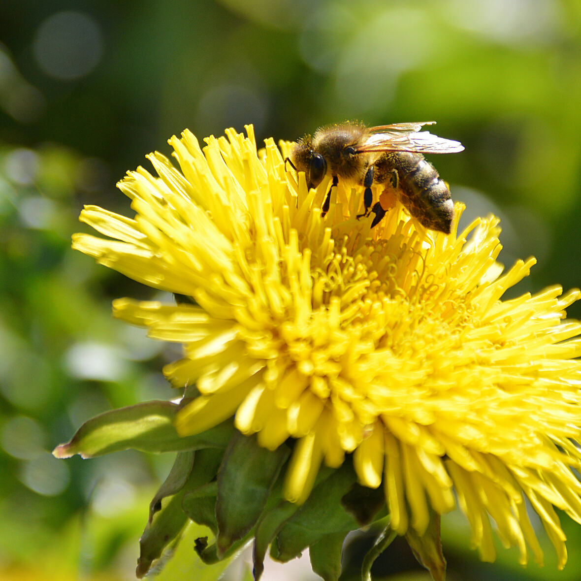 Bee On Dandelion 215165847 