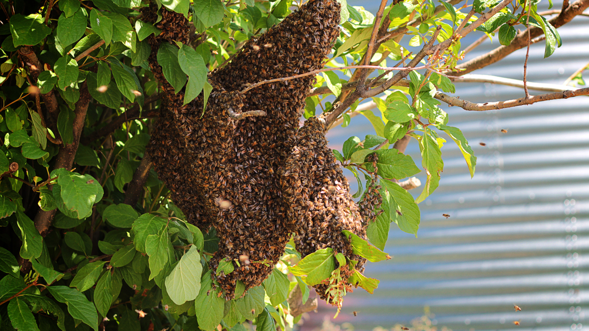 Bee Swarm