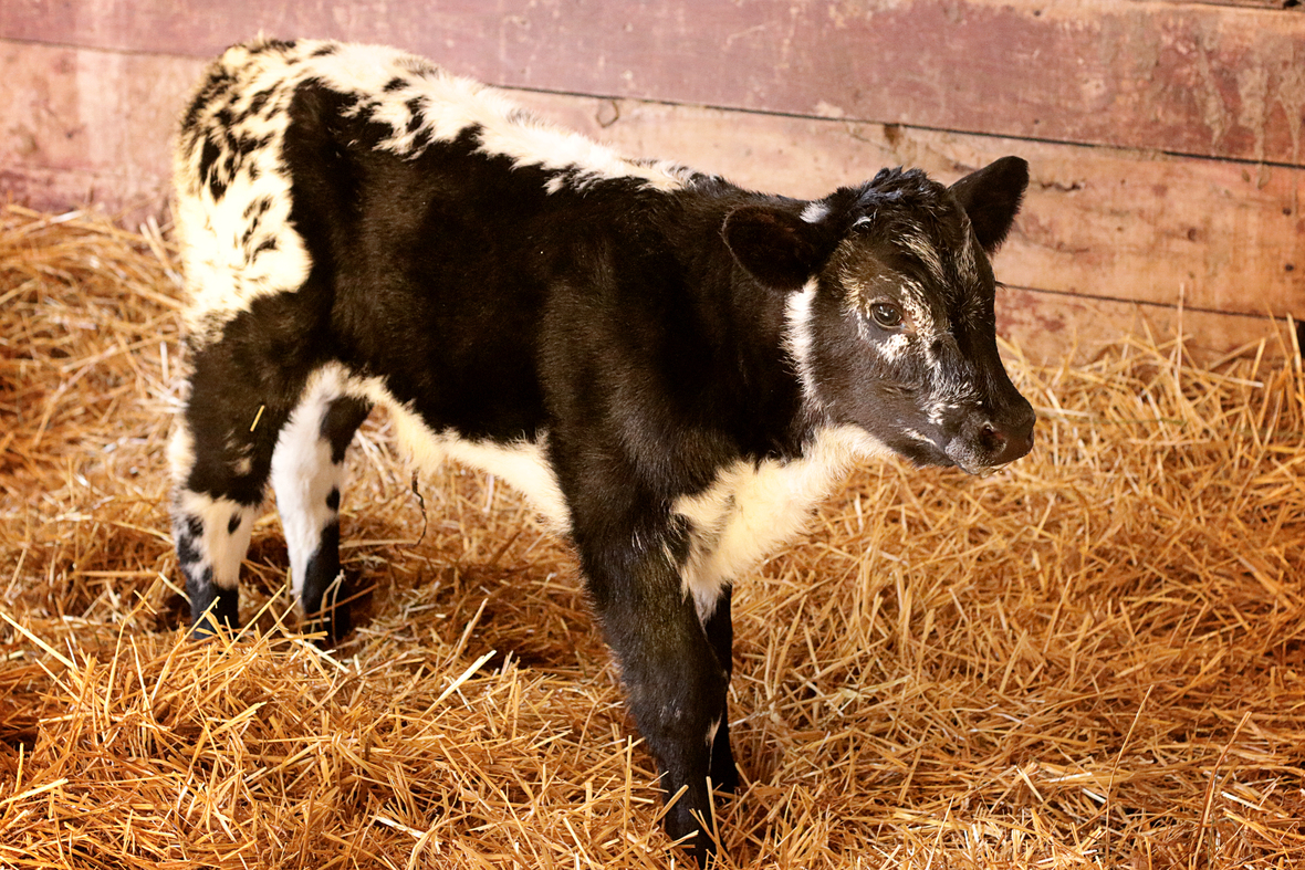 Cherrys calf 2020