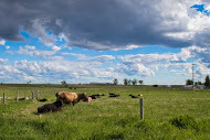 Clouds and Cows-4