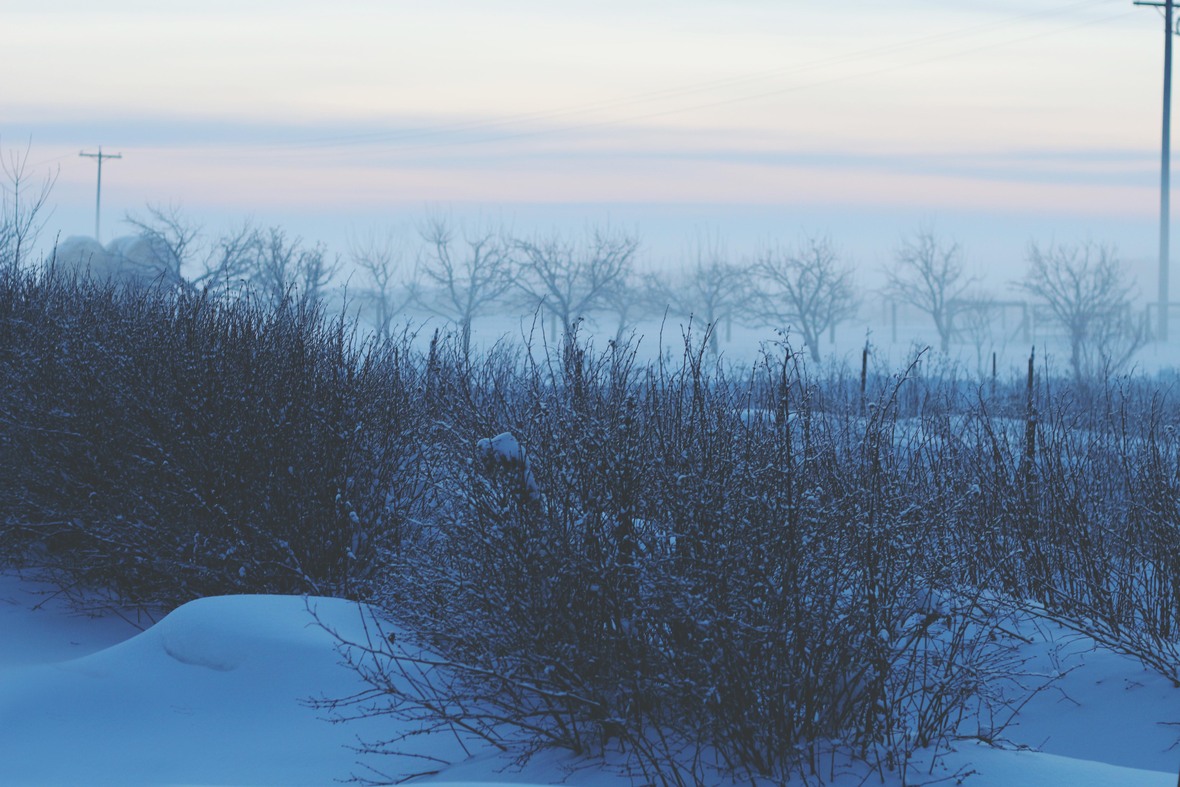 Frosty  Foggy Morning