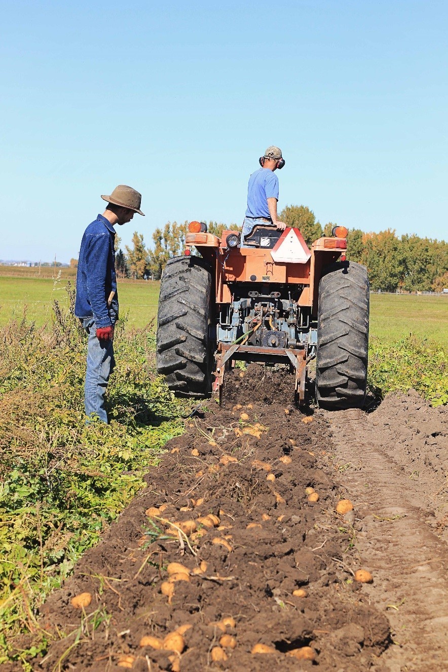 Harvesting Potatoes