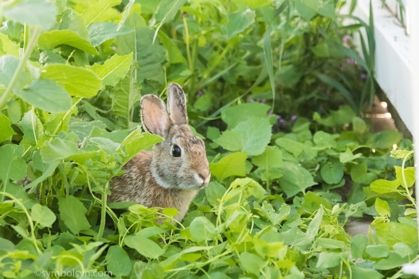 Peter Cottontail