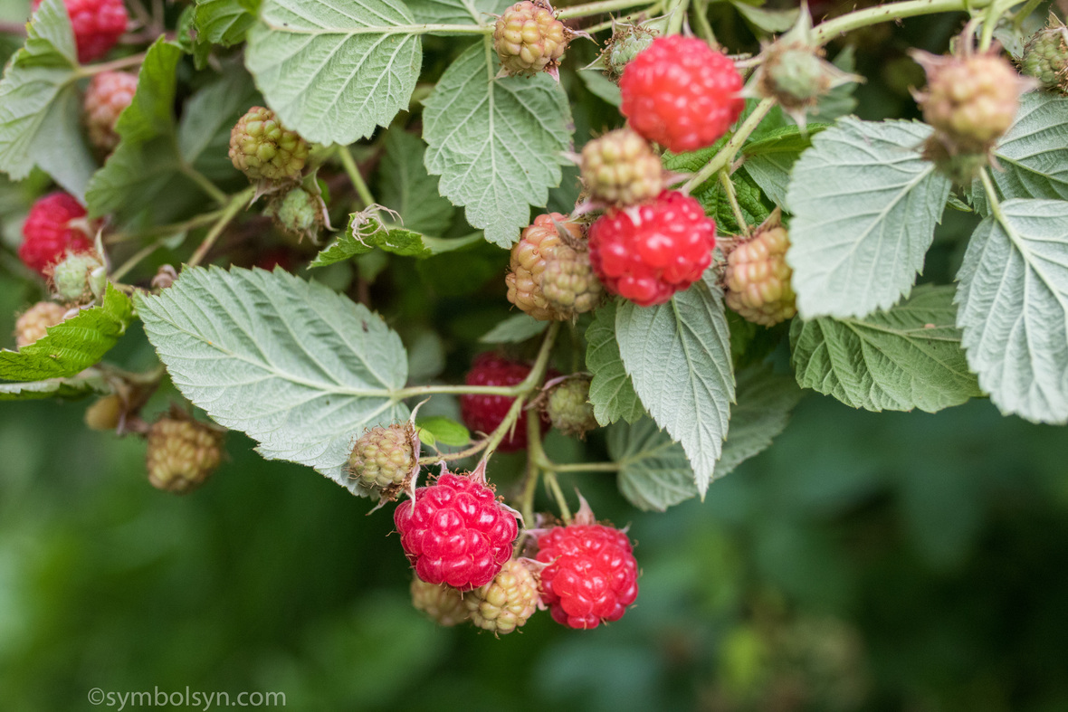 Raspberries Lethbridge-15