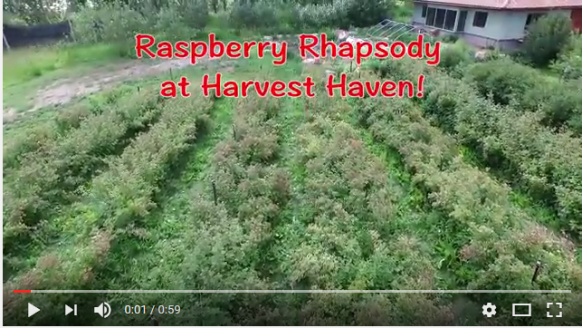 Raspberry Rhapsody