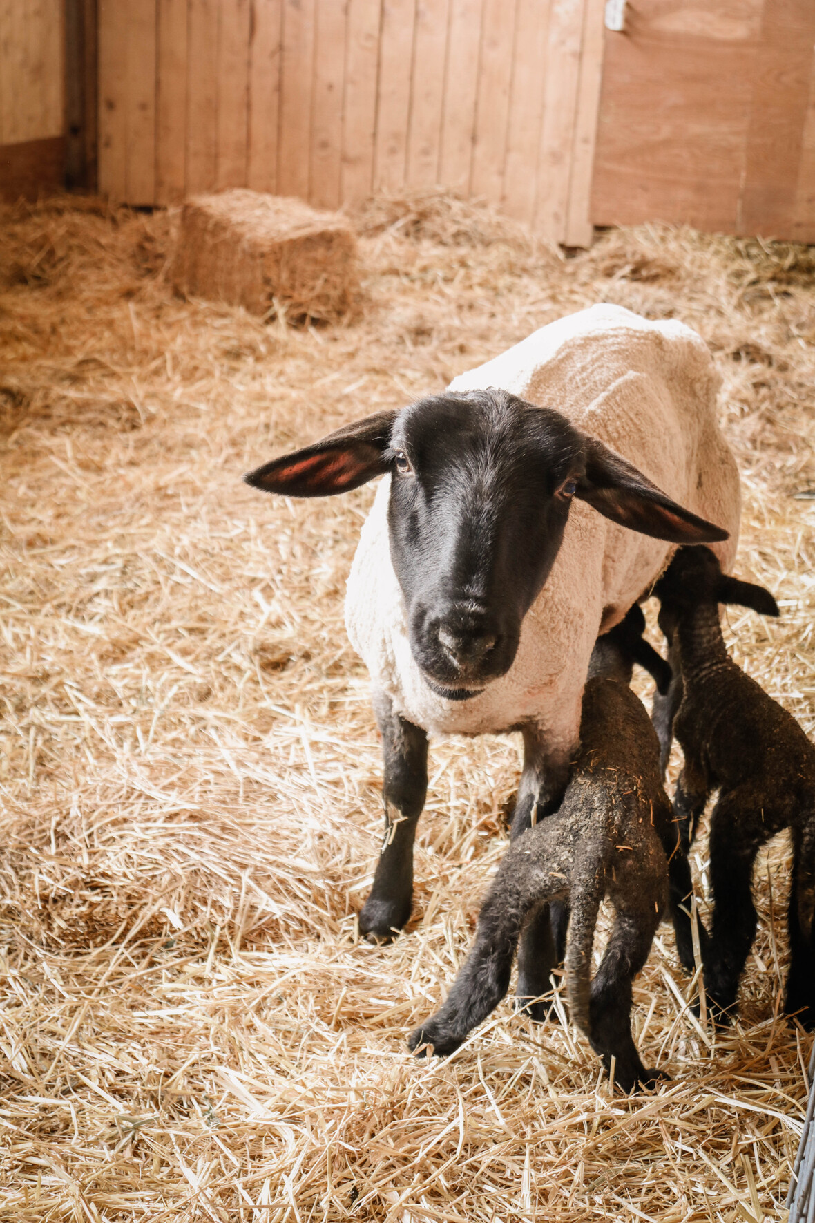 Sheep Shearing-5