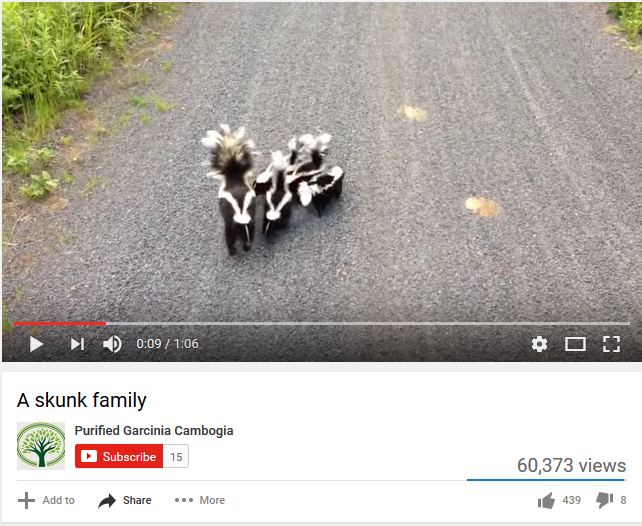 Skunk Family