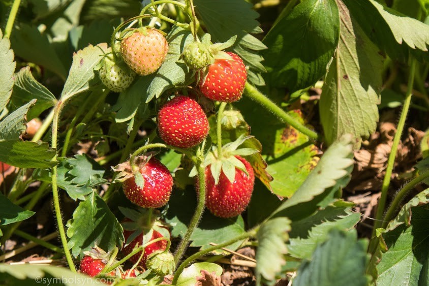 Strawberries