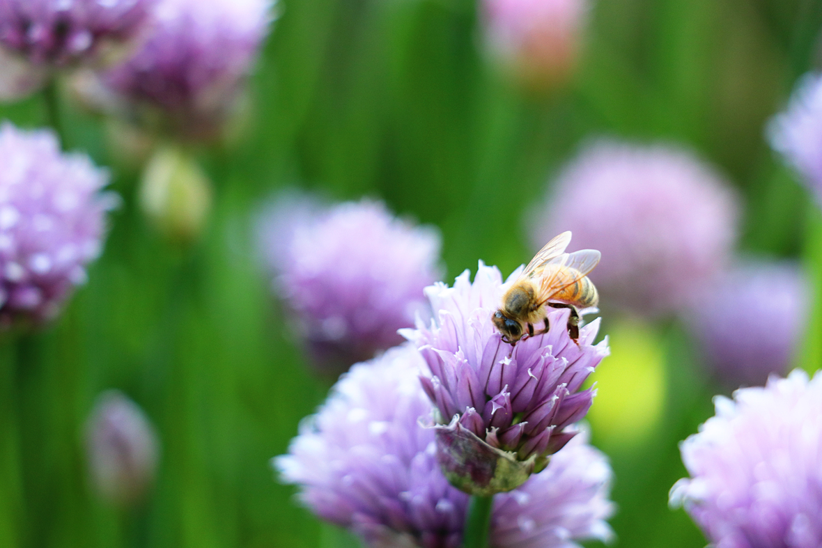 bee on chives