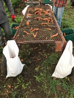 carrot table