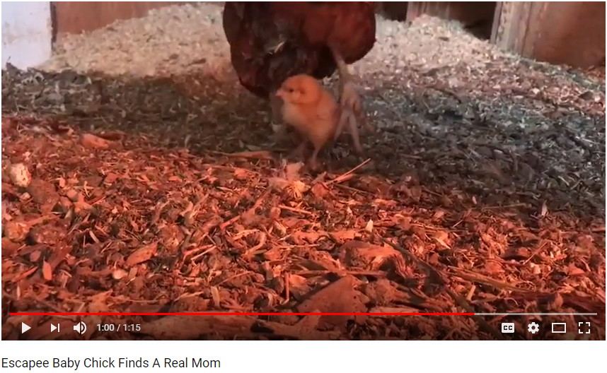 chick video