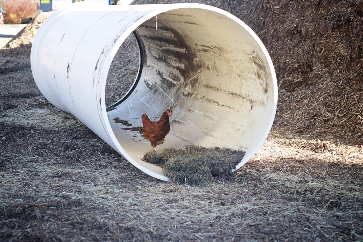 chicken in pipe