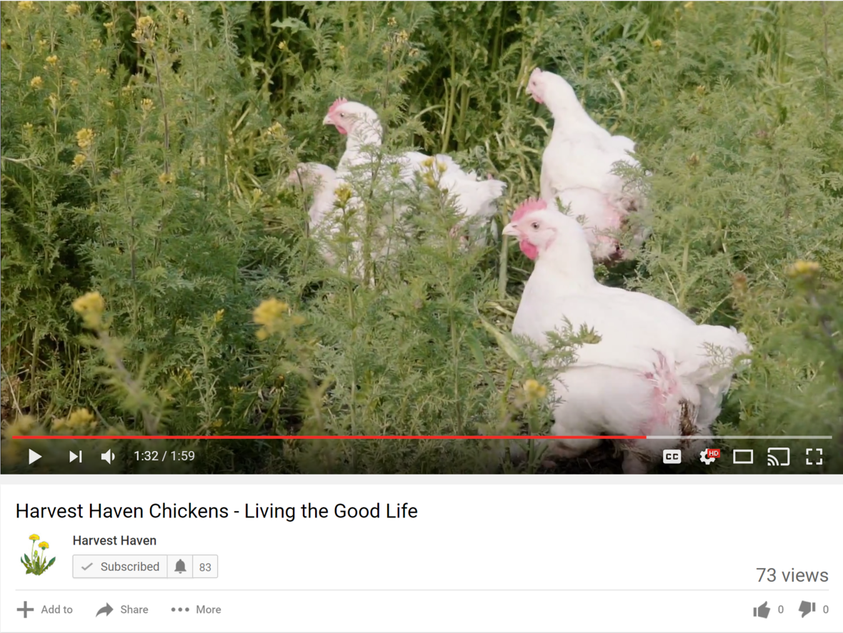 chicken video