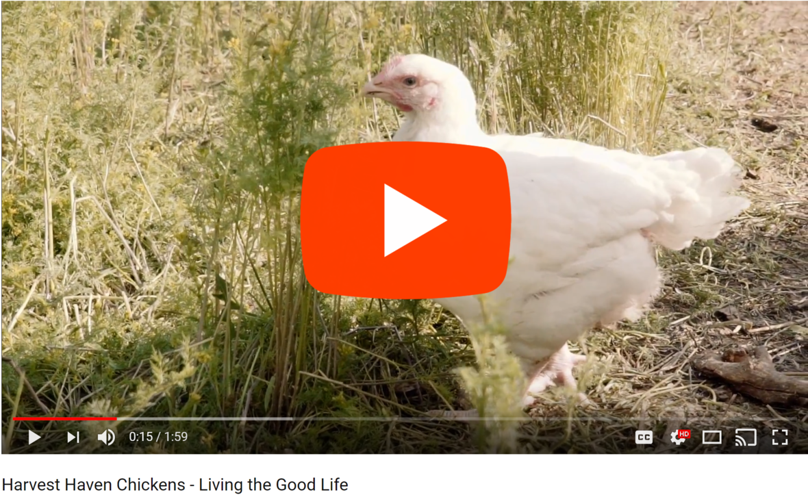 chicken video 2