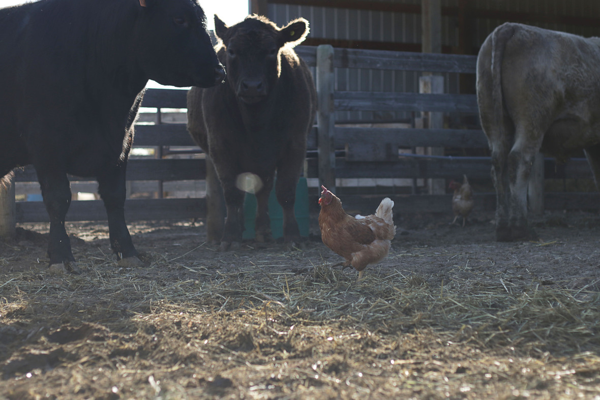 chickens and cows