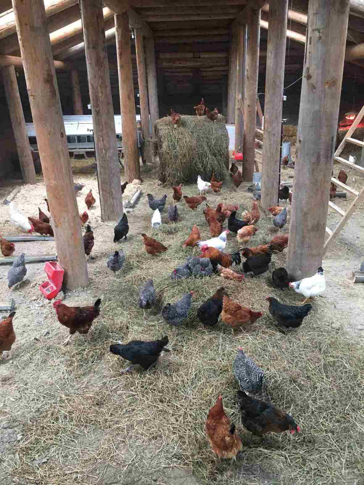 chickens in barn