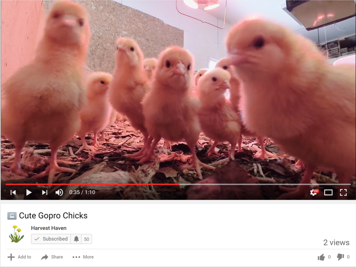 chicks go pro