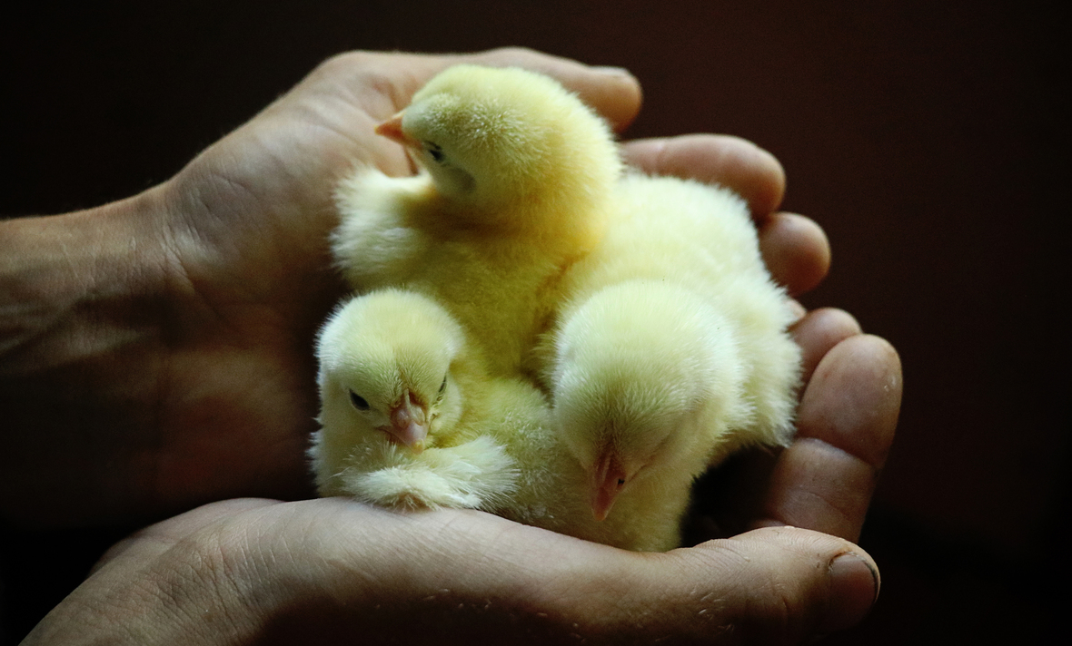 chicks in hand