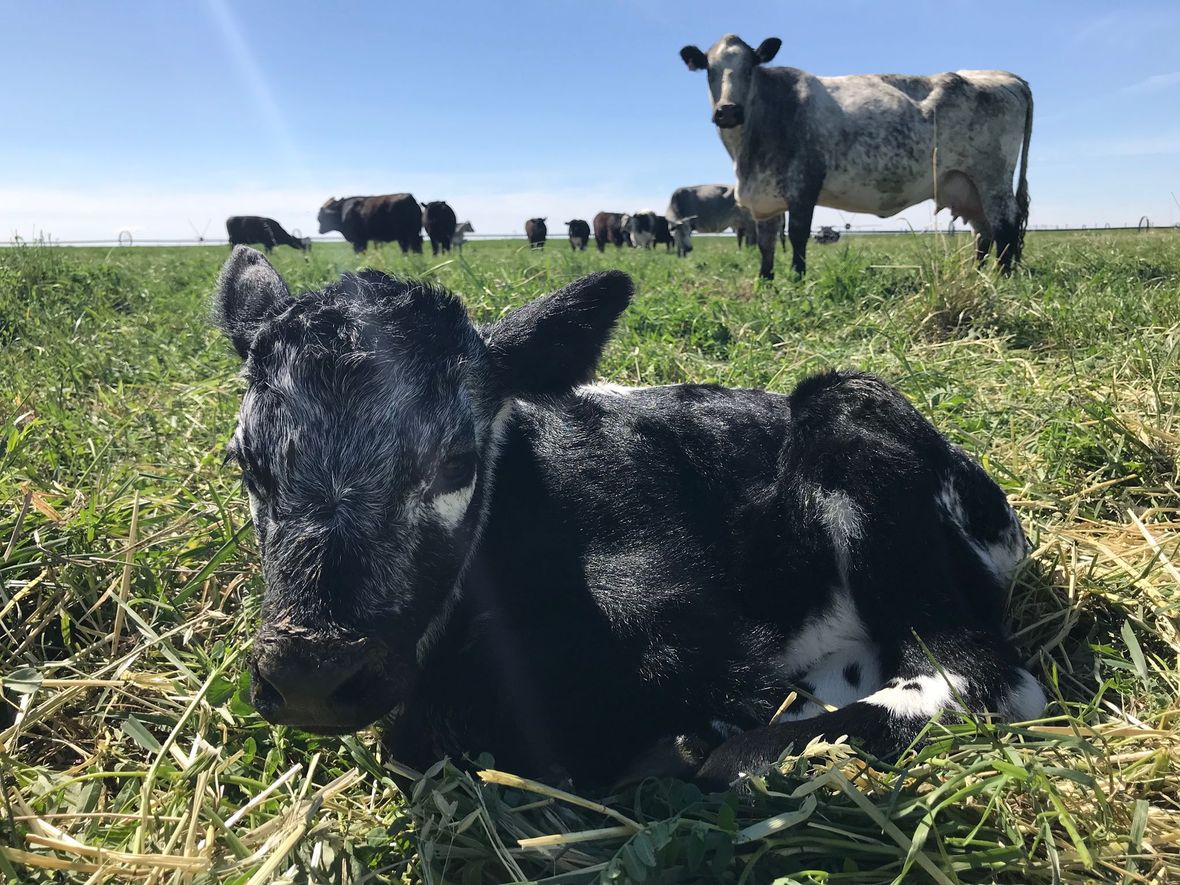 cows in spring