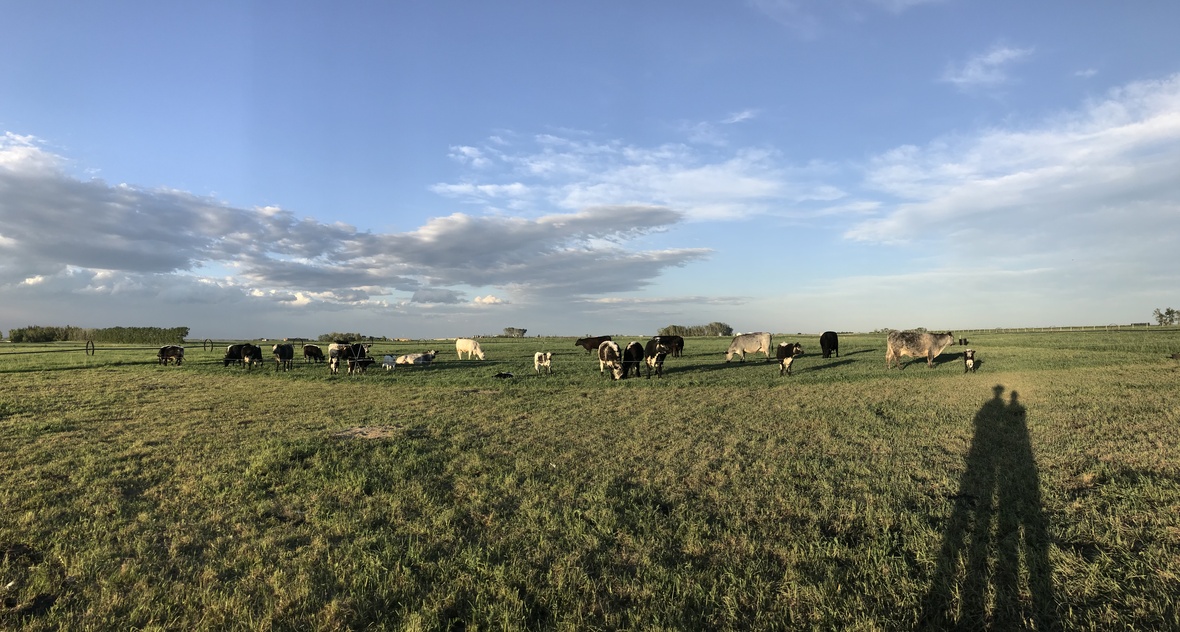 cows on pasture