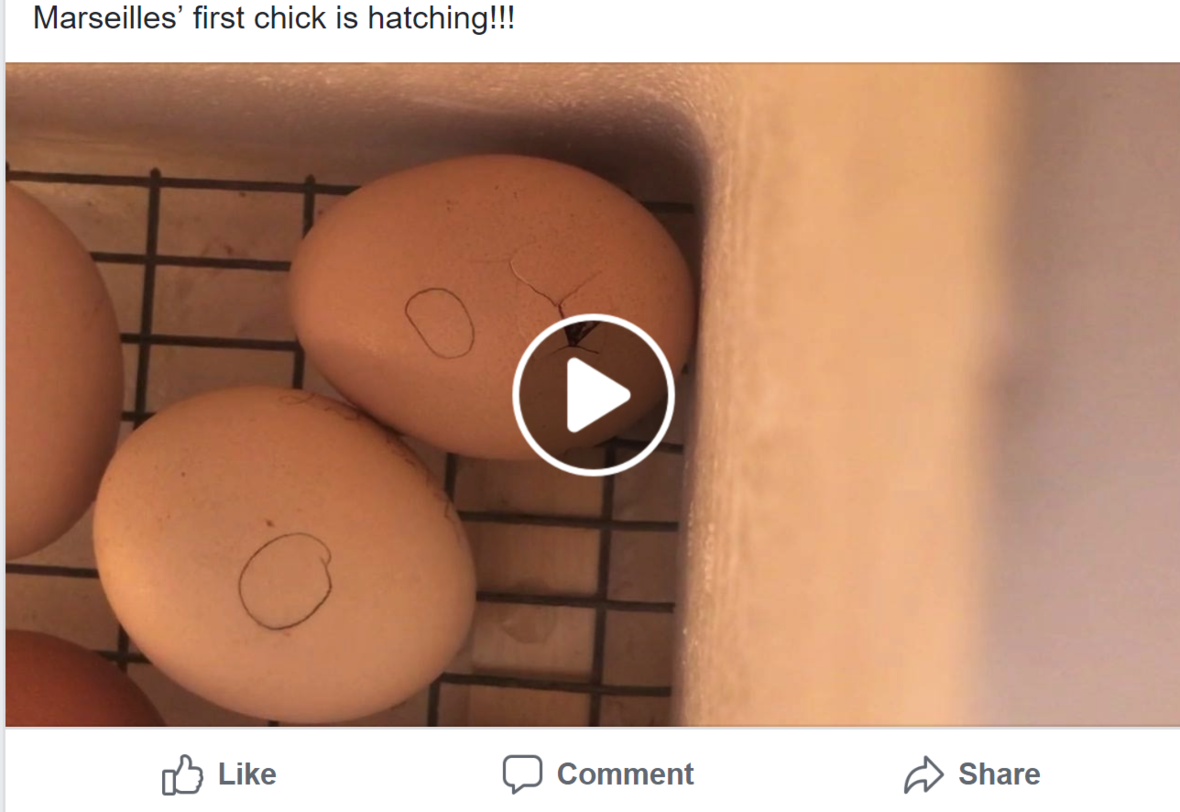 egg hatching