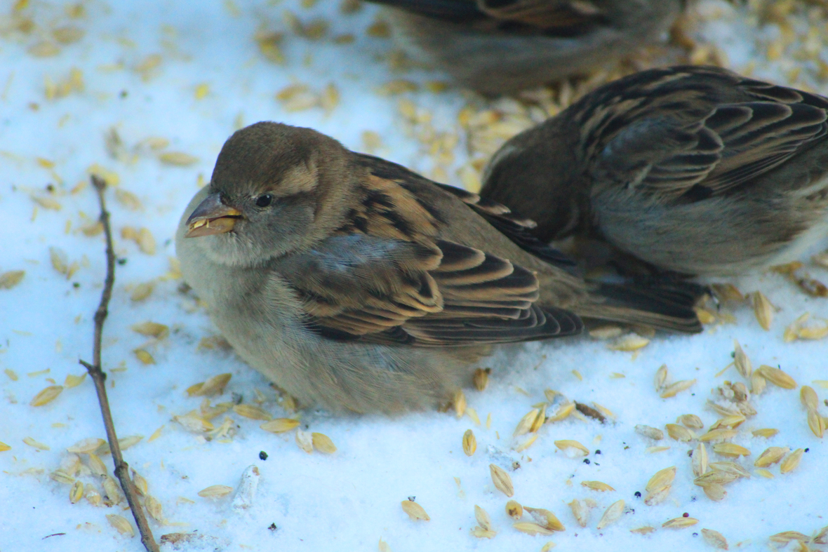 female sparrow