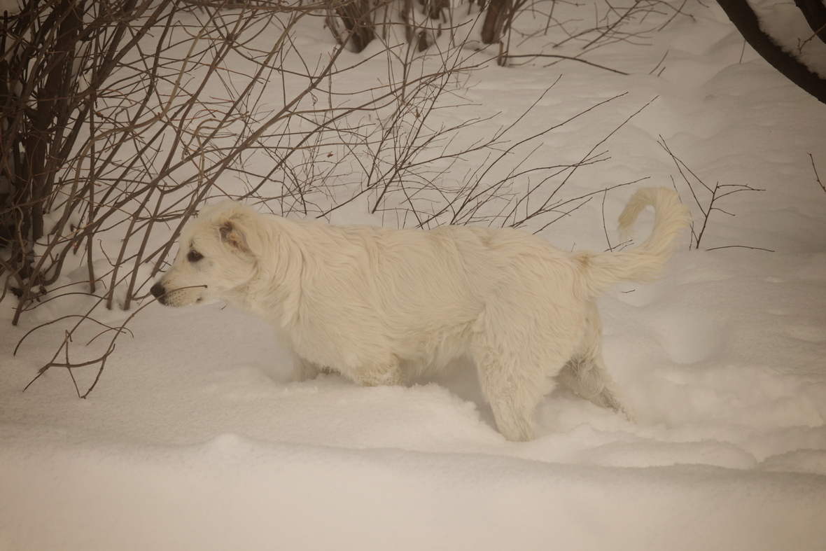 harriett in the snow