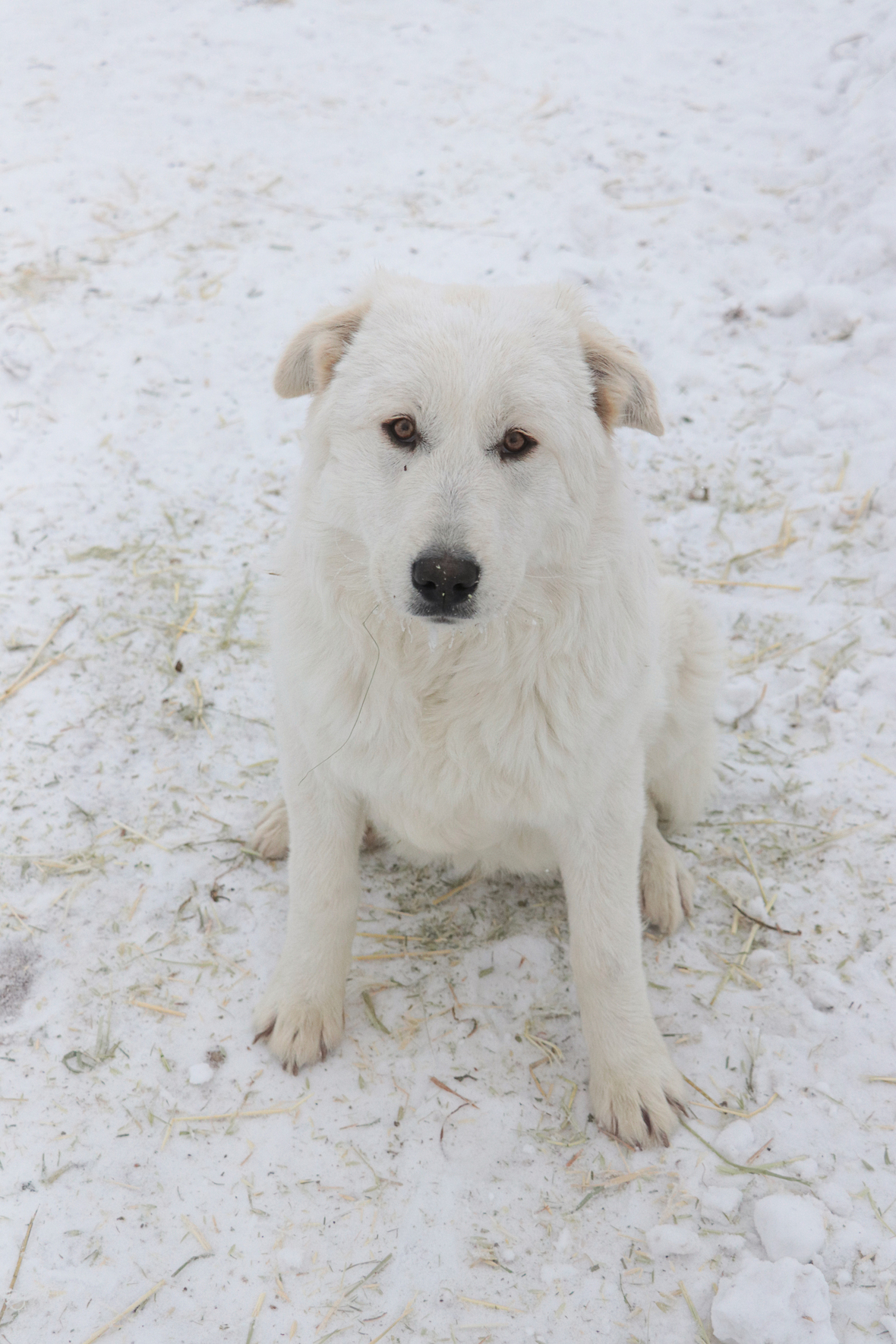 harriett in the snow 2