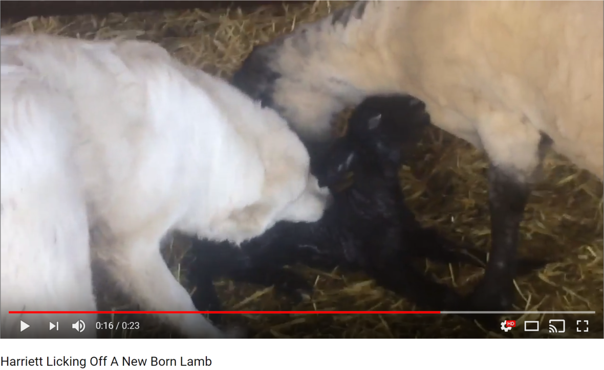 harriett lamb licking