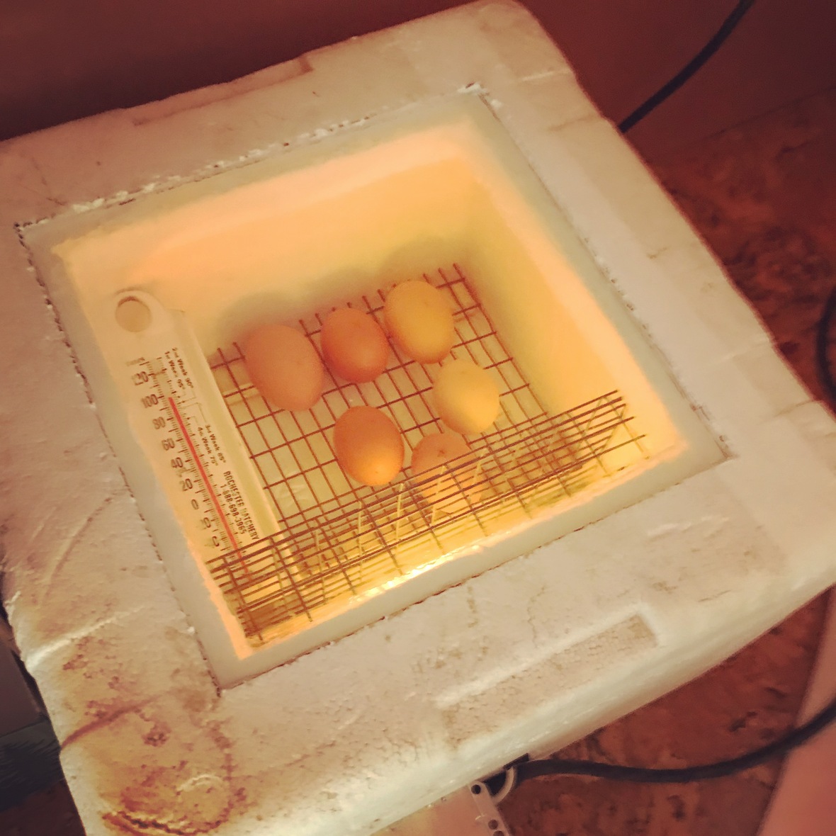 incubator