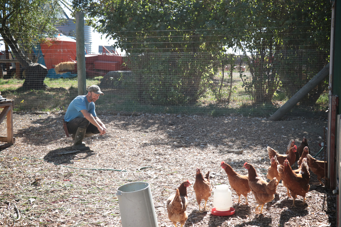 james and chickens