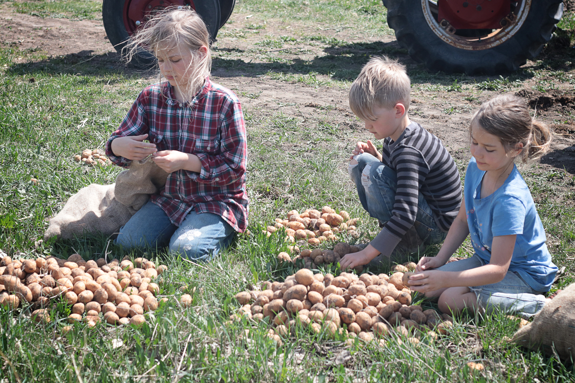 kids planting potatoes