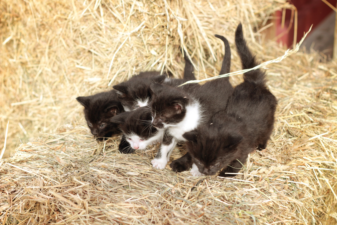 kittens on a bale hq