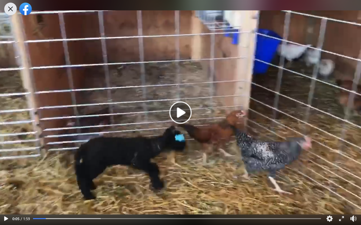 lambs and chickens video