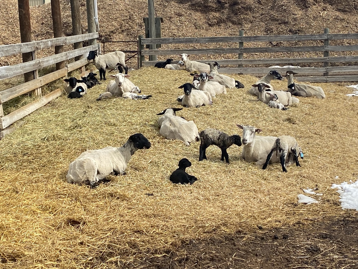 lambs in the sunshine