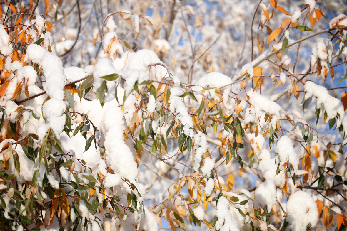 leaf and snow no filter