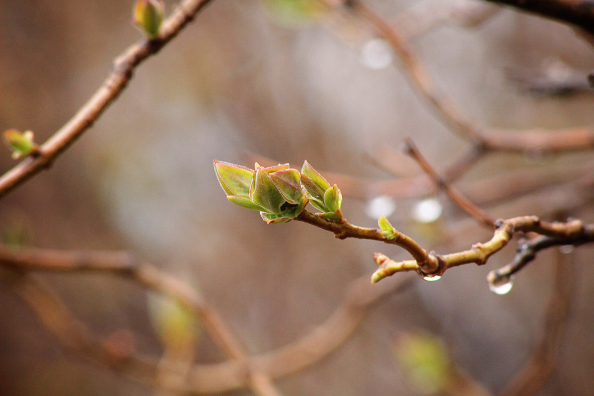 lilac budding 2014