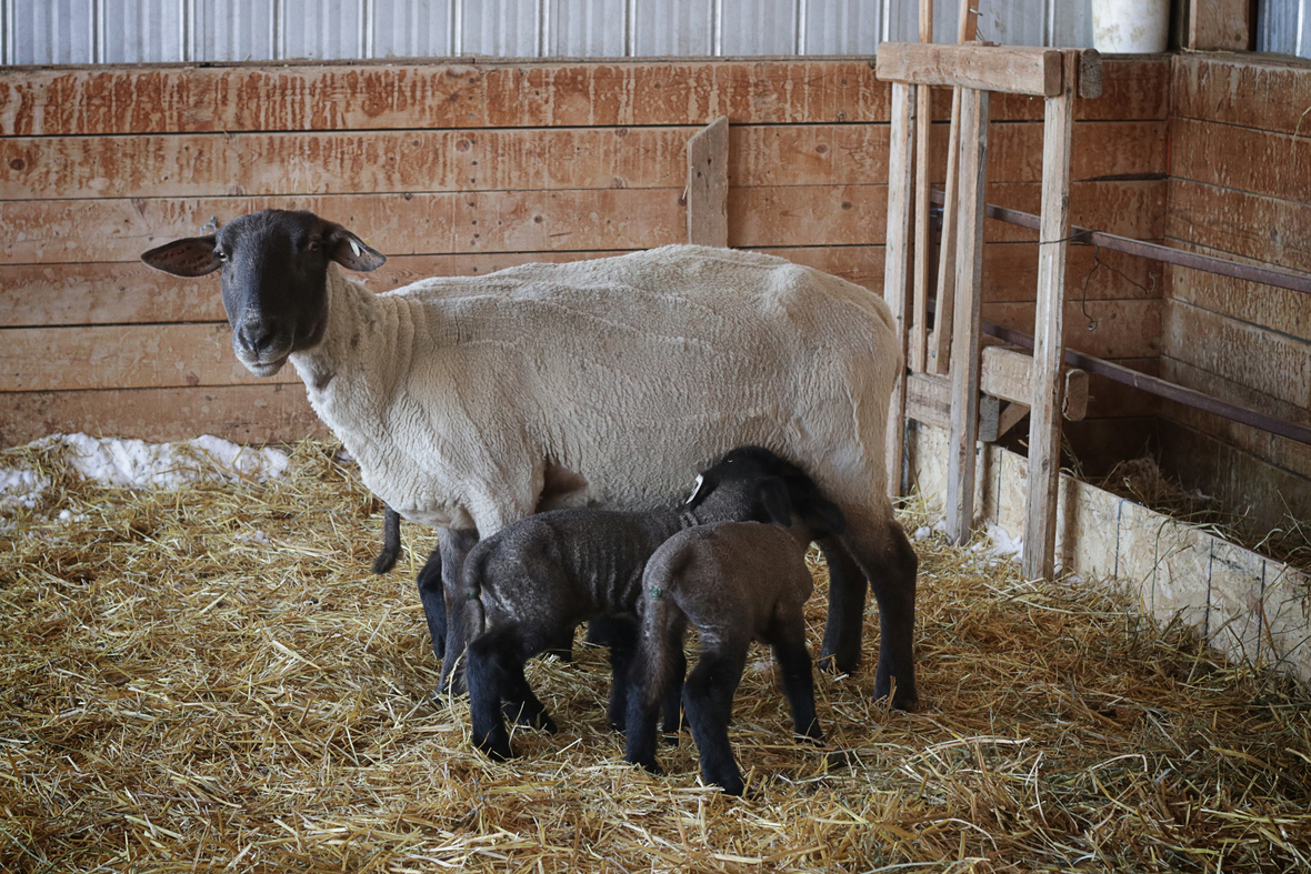 mama with triplets