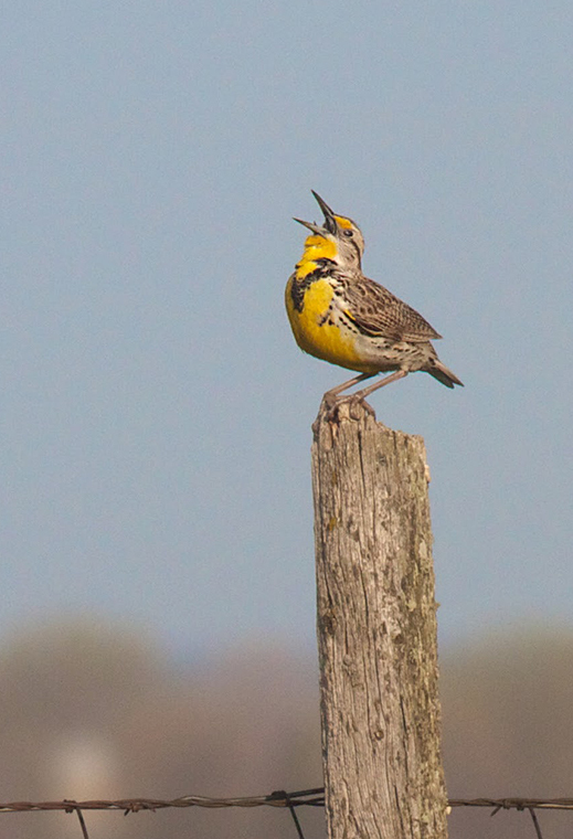 meadowlark