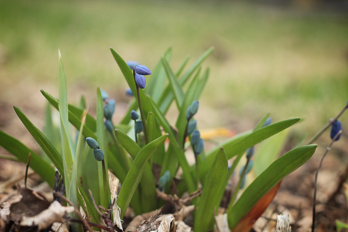 muscari