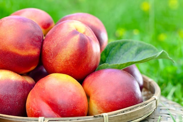 nectarines 2