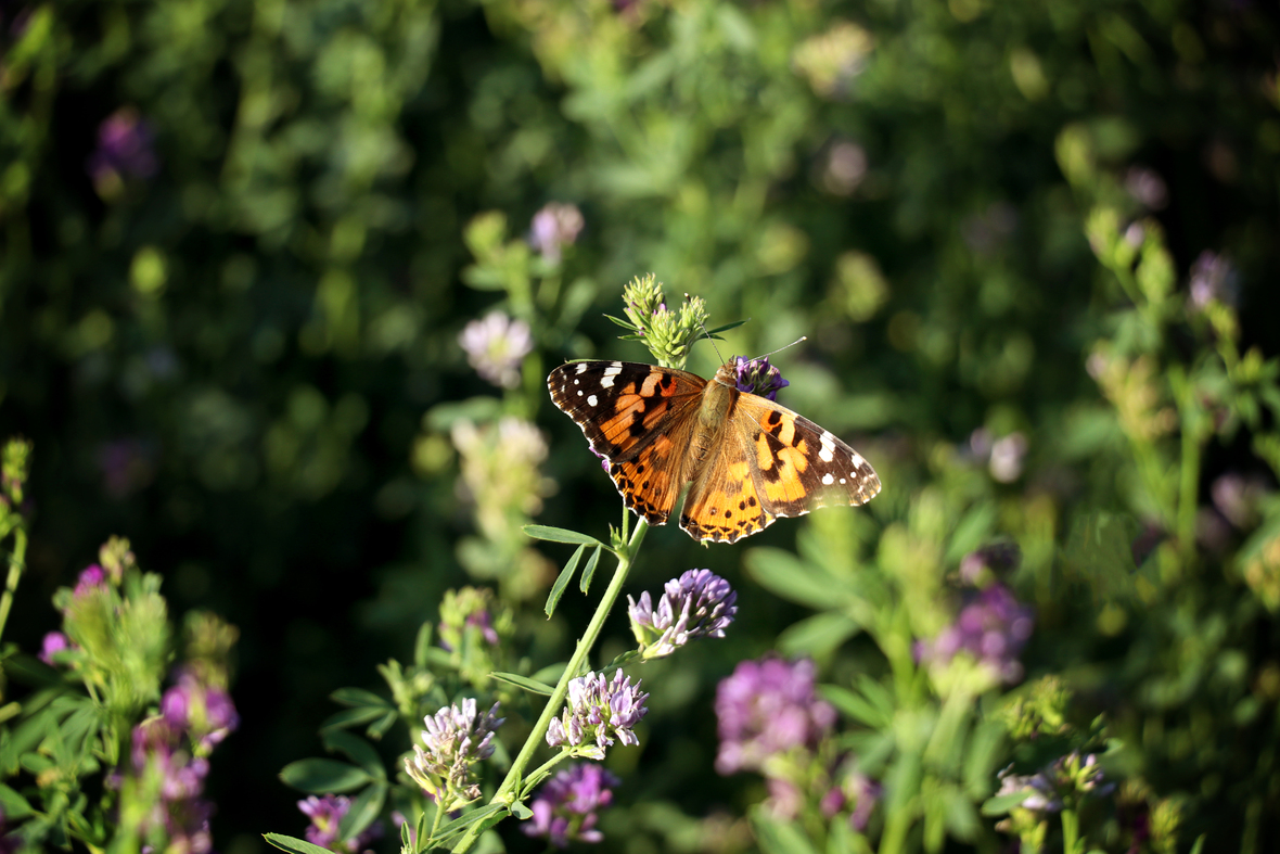 painted lady butterfly