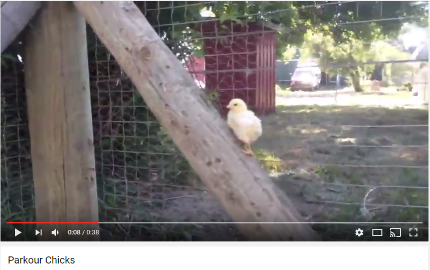 parkour chicks