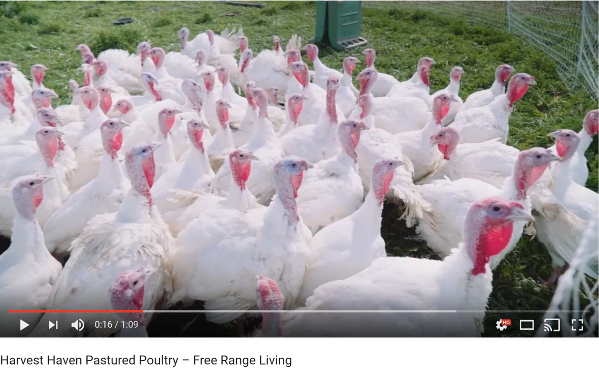 pastured poultry