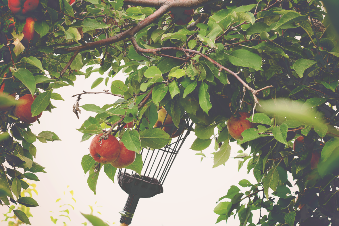 picking apples