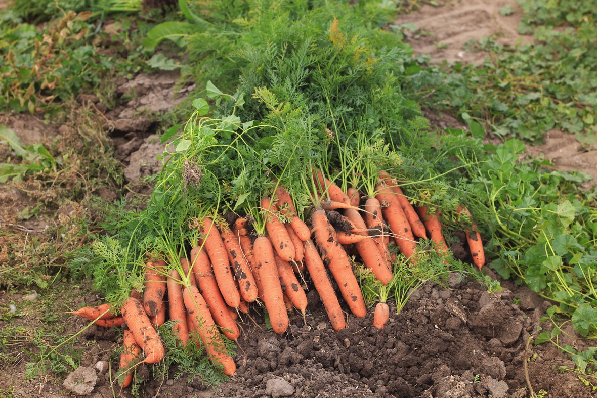 pile of carrots