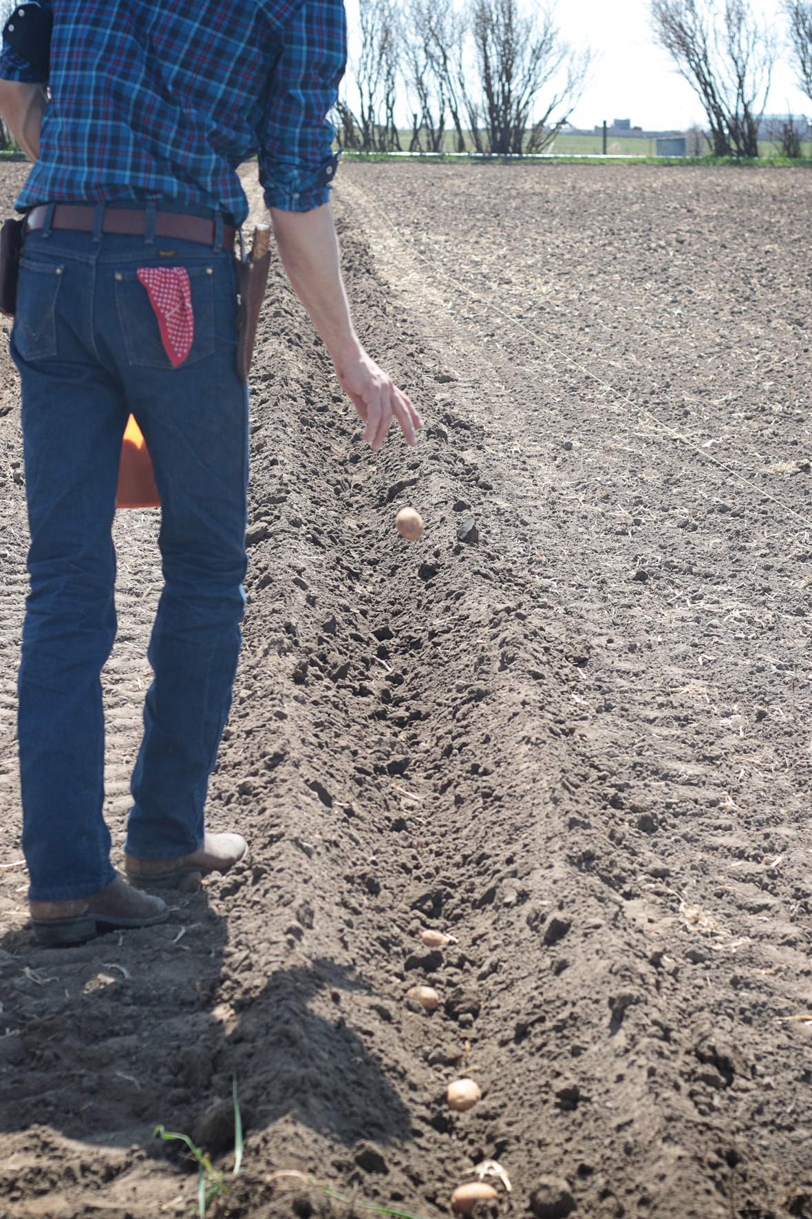 planting potatoes