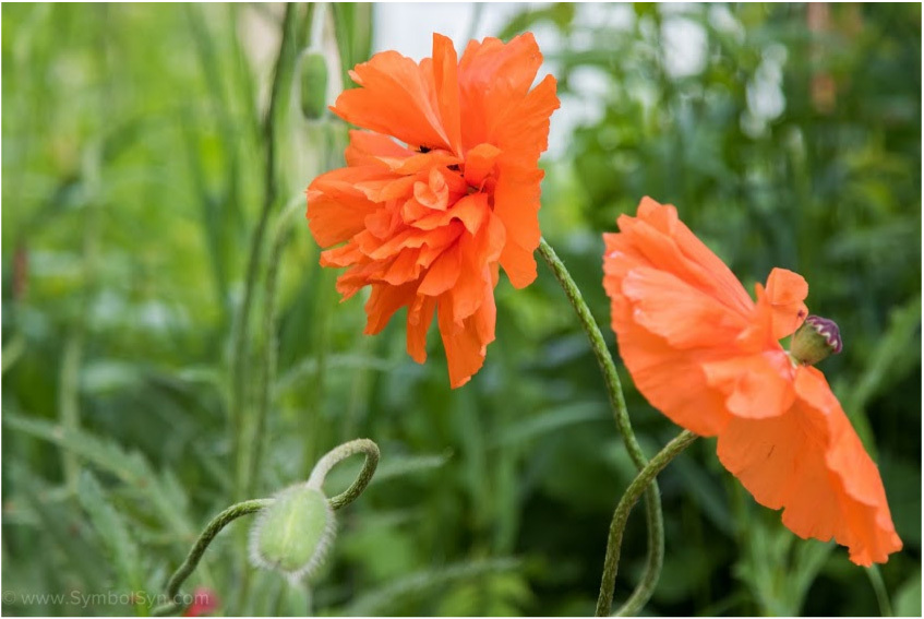 poppies