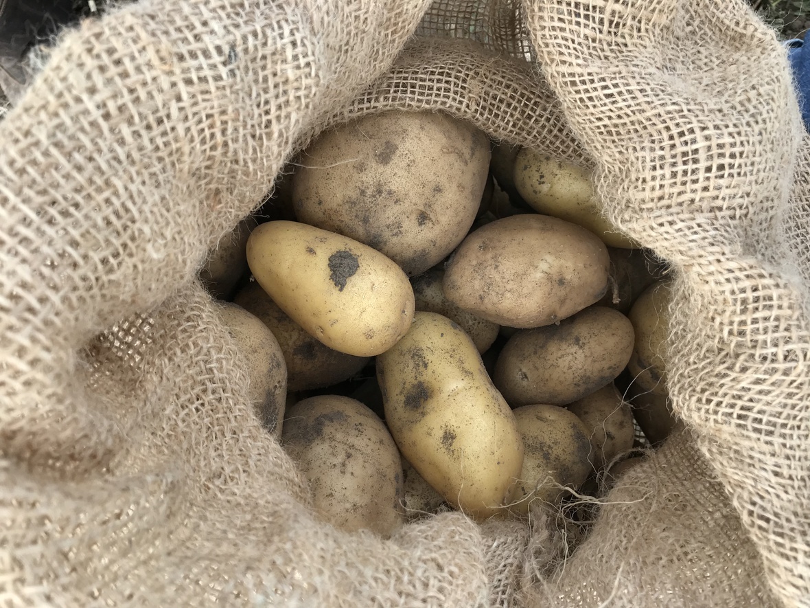 potatoes in sack